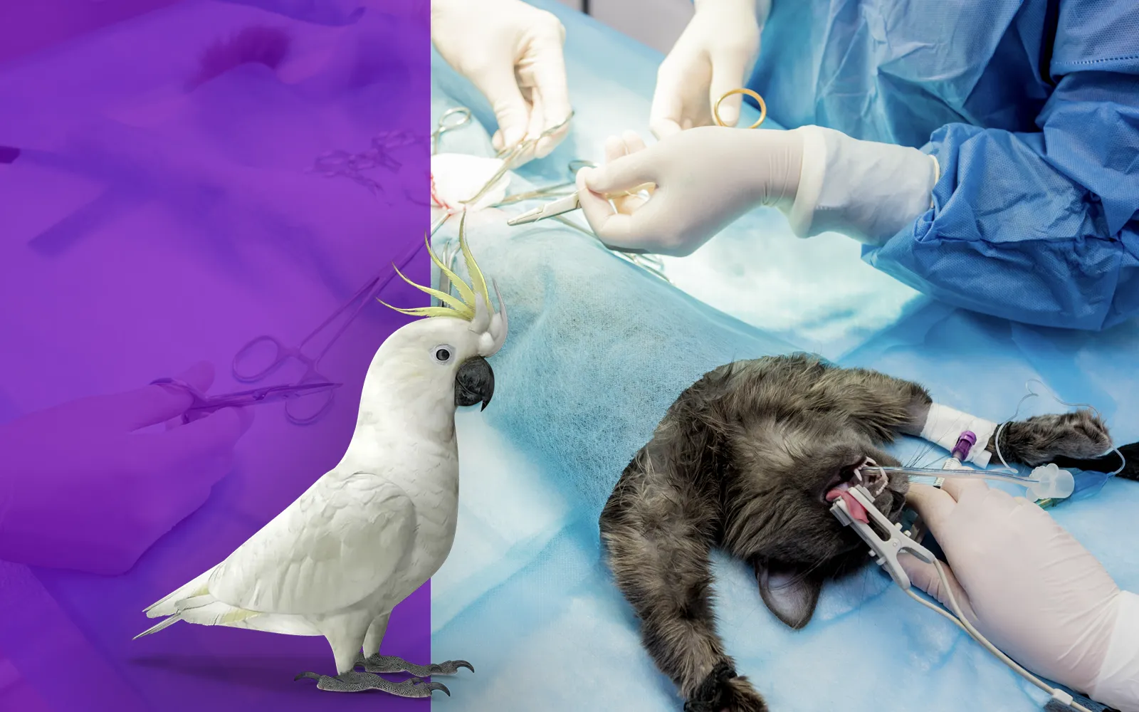 pelicans-foto-servicios-cirugia-01