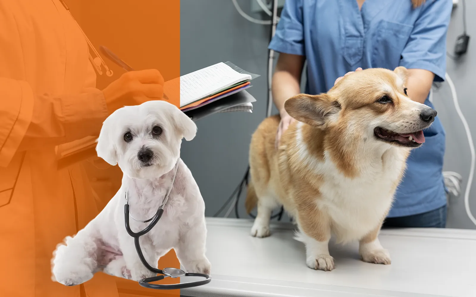 pelicans-foto-servicios-consulta-veterinaria-01