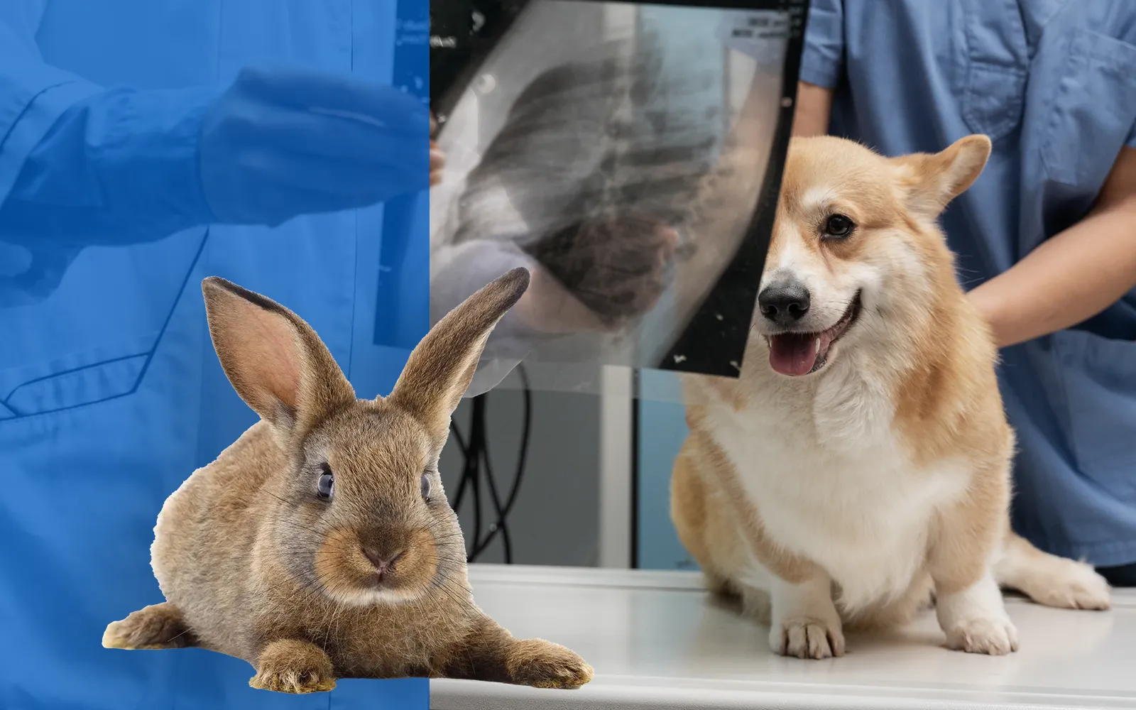 pelicans-foto-servicios-radiografia-01