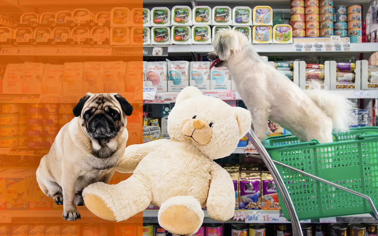 pelicans-foto-servicios-tienda-mascotas-01