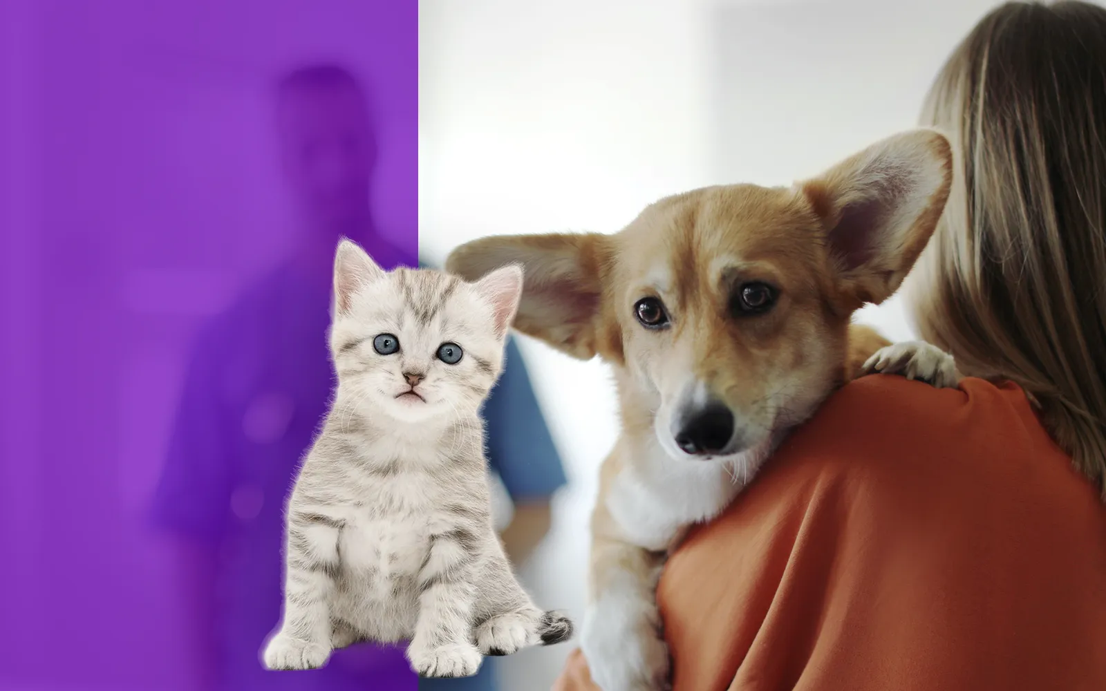 pelicans-foto-servicios-consulta-veterinaria-acompanar-01