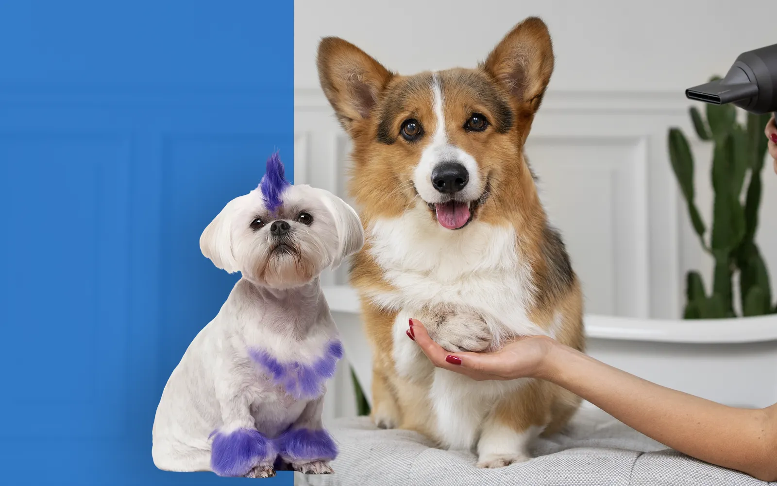 pelicans-foto-servicios-peluqueria-mascotas-01